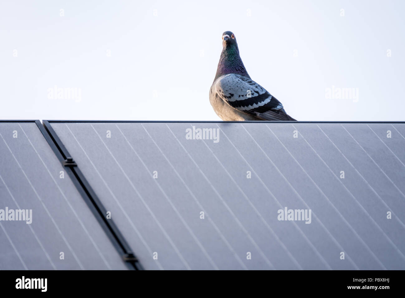 Racing Pigeon, ruht auf einer Solaranlage auf dem Dach eines Hauses Stockfoto