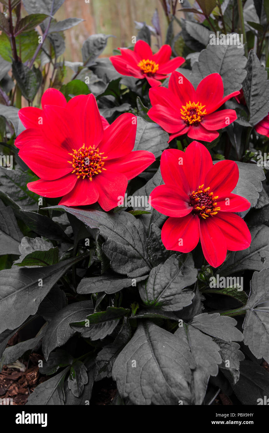 Dahlie 'Wink' leuchtend roten Blüten mit sehr dunklen Blätter. Ideal für Bettzeug oder Topfpflanze. Stockfoto