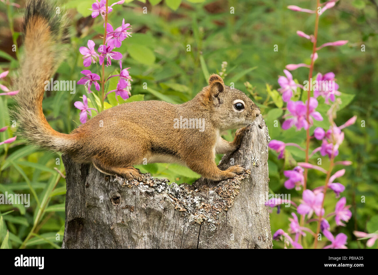 Baum Eichhörnchen; Amerikanische Rote Eichhörnchen; Denali National Park, Alaska Stockfoto