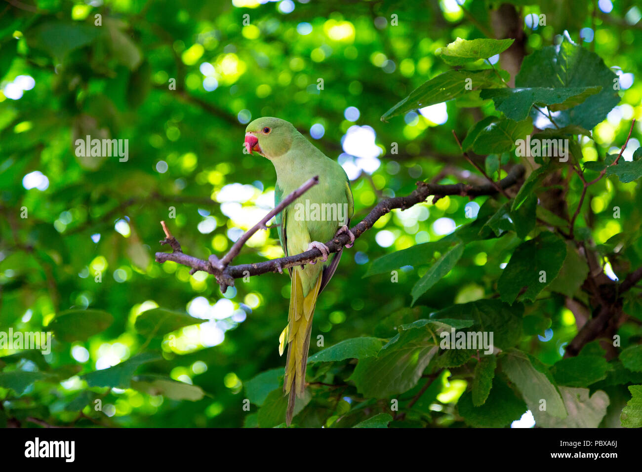 Grüne Sittich sitzen auf eine Zweigniederlassung, die in einem Baum, Hyde Park, London, UK Stockfoto