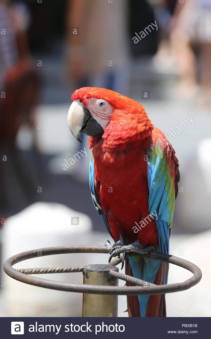 Roter Vogel auf einem eisernen runden Bar an einem sonnigen Tag in Europa sitzen Stockfoto