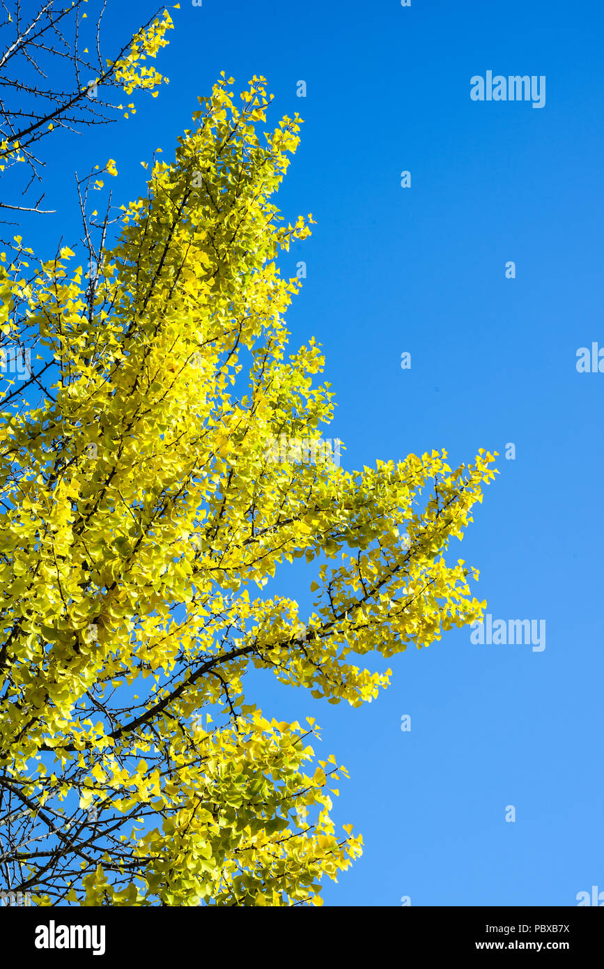 Ginkgo-Baum im Herbst Stockfoto