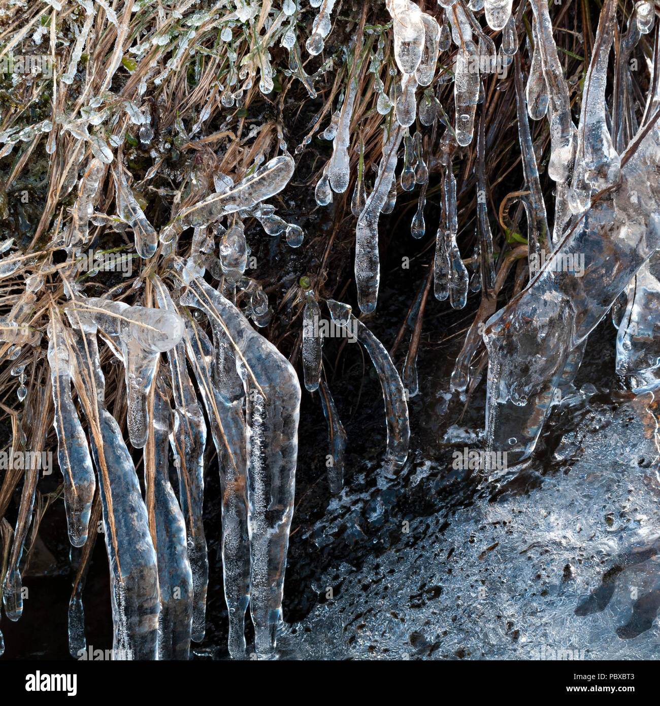 Nahaufnahme des stream-Seite Gras mit gefrorenem Wasser Eis Glasur Beschichtung im Winter, Großbritannien Stockfoto