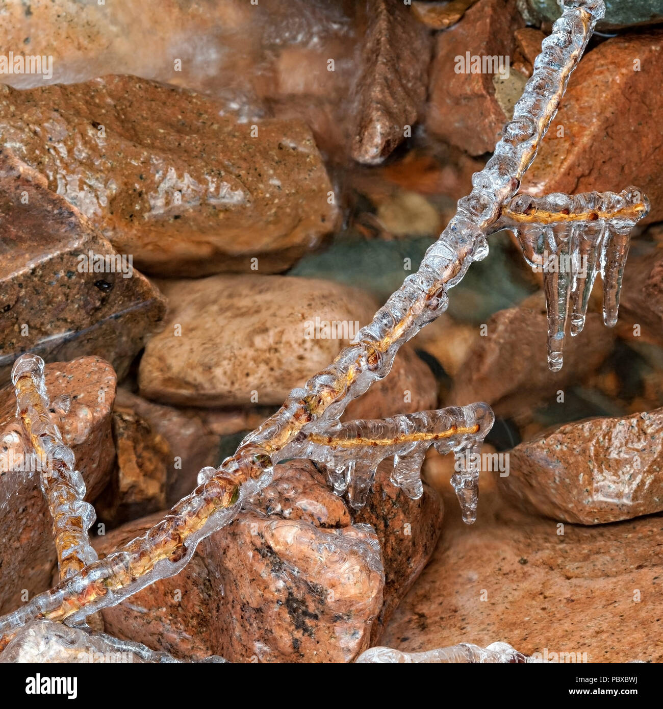 Nahaufnahme des stream-Seite Zweig mit gefrorenem Wasser Eis Glasur Beschichtung im Winter, Großbritannien Stockfoto
