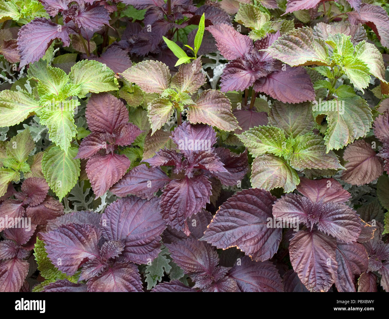 Malte Nessel auf einem Blumenbeet Stockfoto