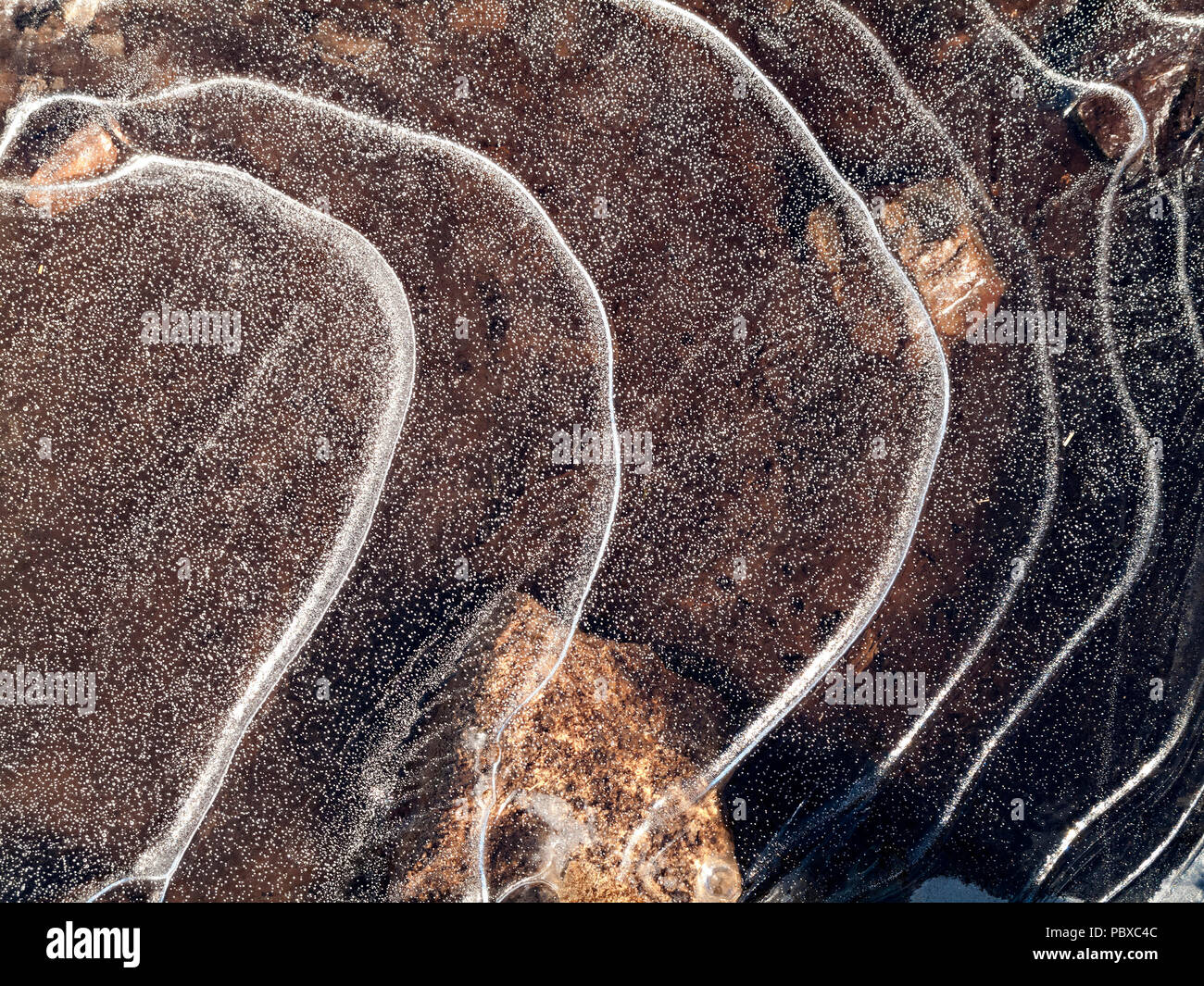 Gebänderte Eisblumen auf Eis Blatt über gefrorenes Wasser Pfütze, Winter, Großbritannien Stockfoto