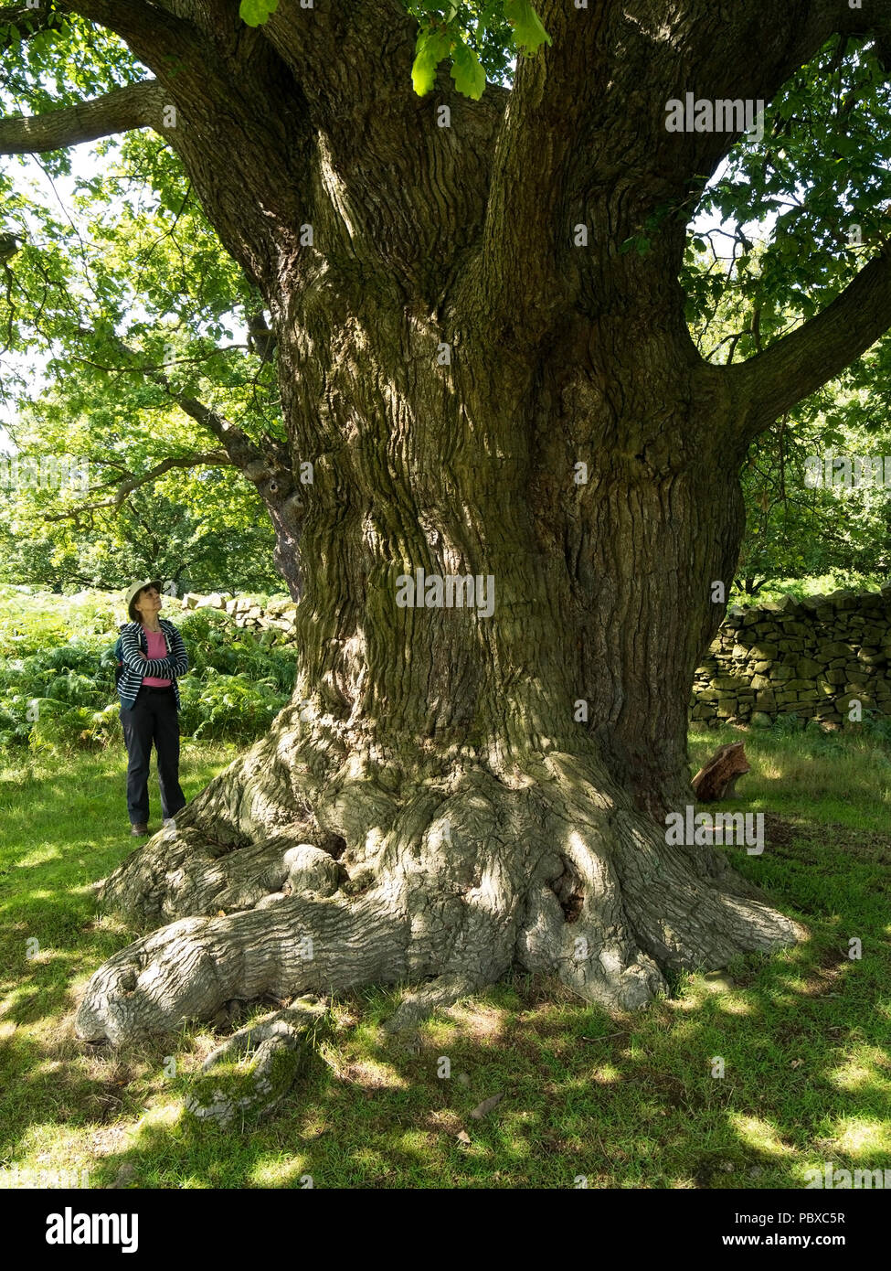 Frau suchen Bei giant Old English Oak Tree Trunk in Bradgate Park, Leicestershire, England, Großbritannien Stockfoto
