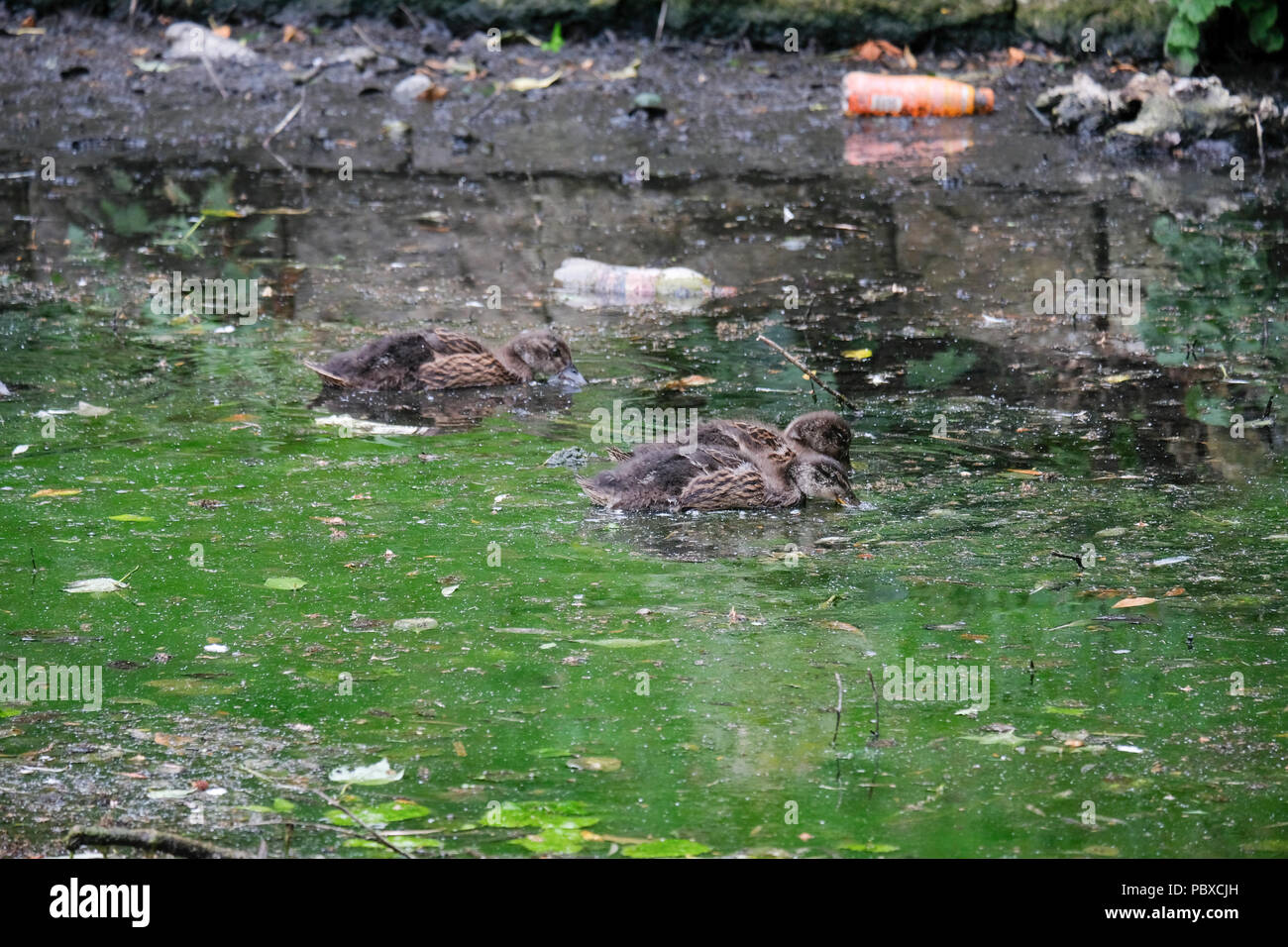 Enten und Entenküken schwimmen auf den Teich von Tal Brücke