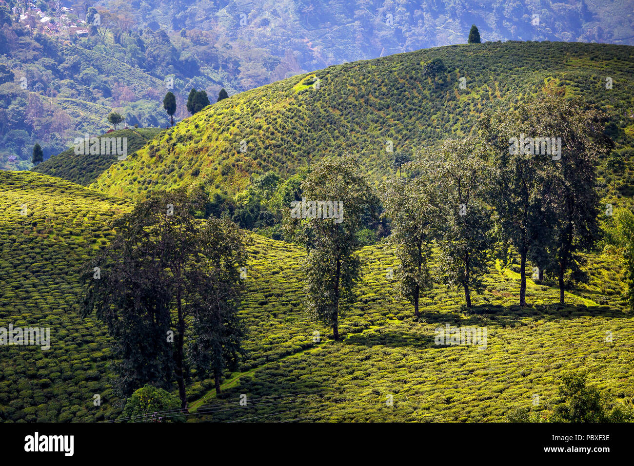 Blick auf die Teeplantagen in Darjeeling, Indien. Stockfoto