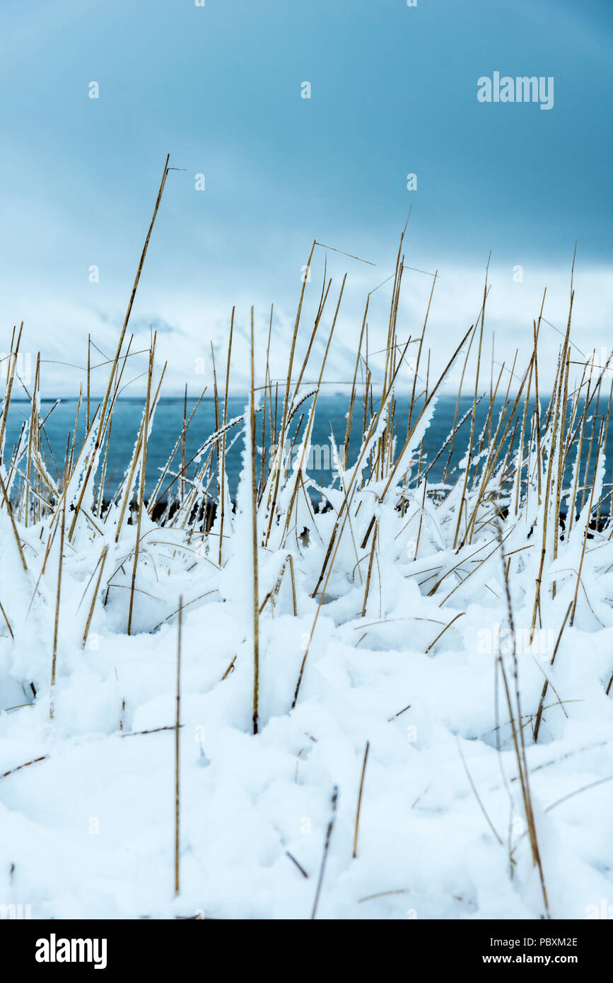 Sanddünen im Schnee, Budir, Island, Europa Stockfoto