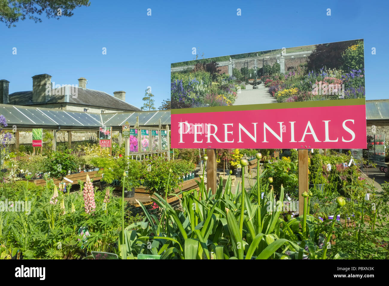 Pflanzen und Blumen, Stauden, die für den Verkauf auf Anzeige außerhalb in einem Gartencenter, England, UK, Europa Stockfoto