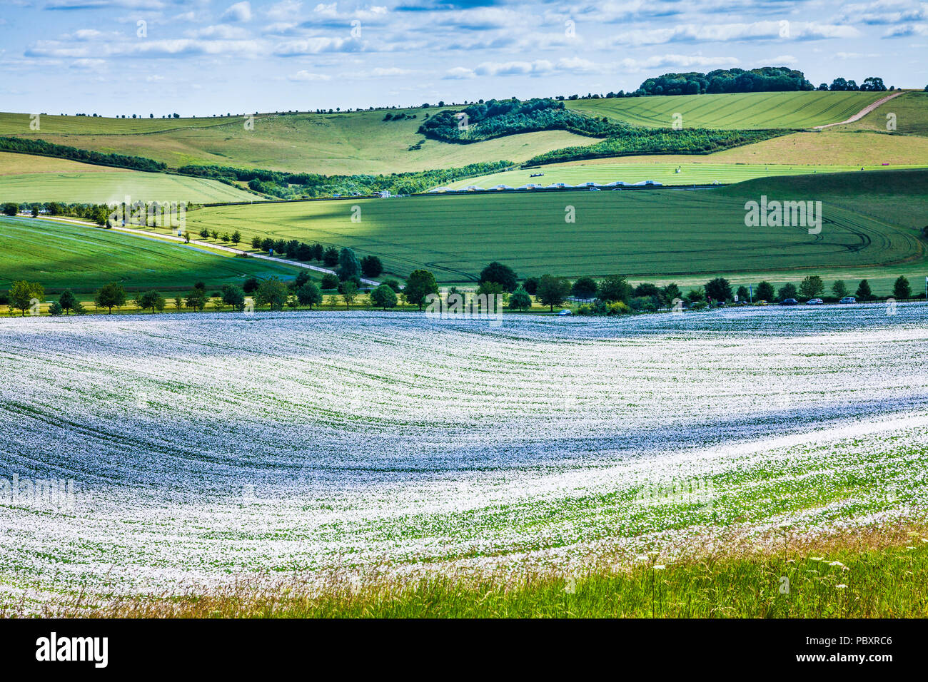 Ein Feld der angebauten weißen Mohn auf der Marlborough Downs in Wiltshire. Stockfoto