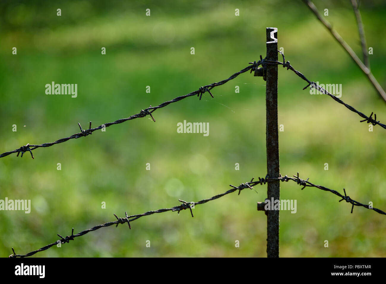 Stacheldrahtzaun auf grünem Hintergrund mit Baum Blätter und Vegetation im Sommer Licht Stockfoto