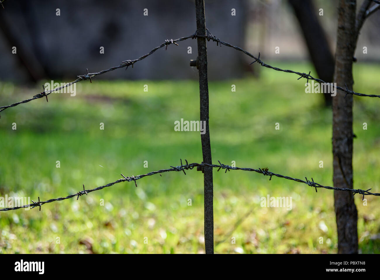 Stacheldrahtzaun auf grünem Hintergrund mit Baum Blätter und Vegetation im Sommer Licht Stockfoto