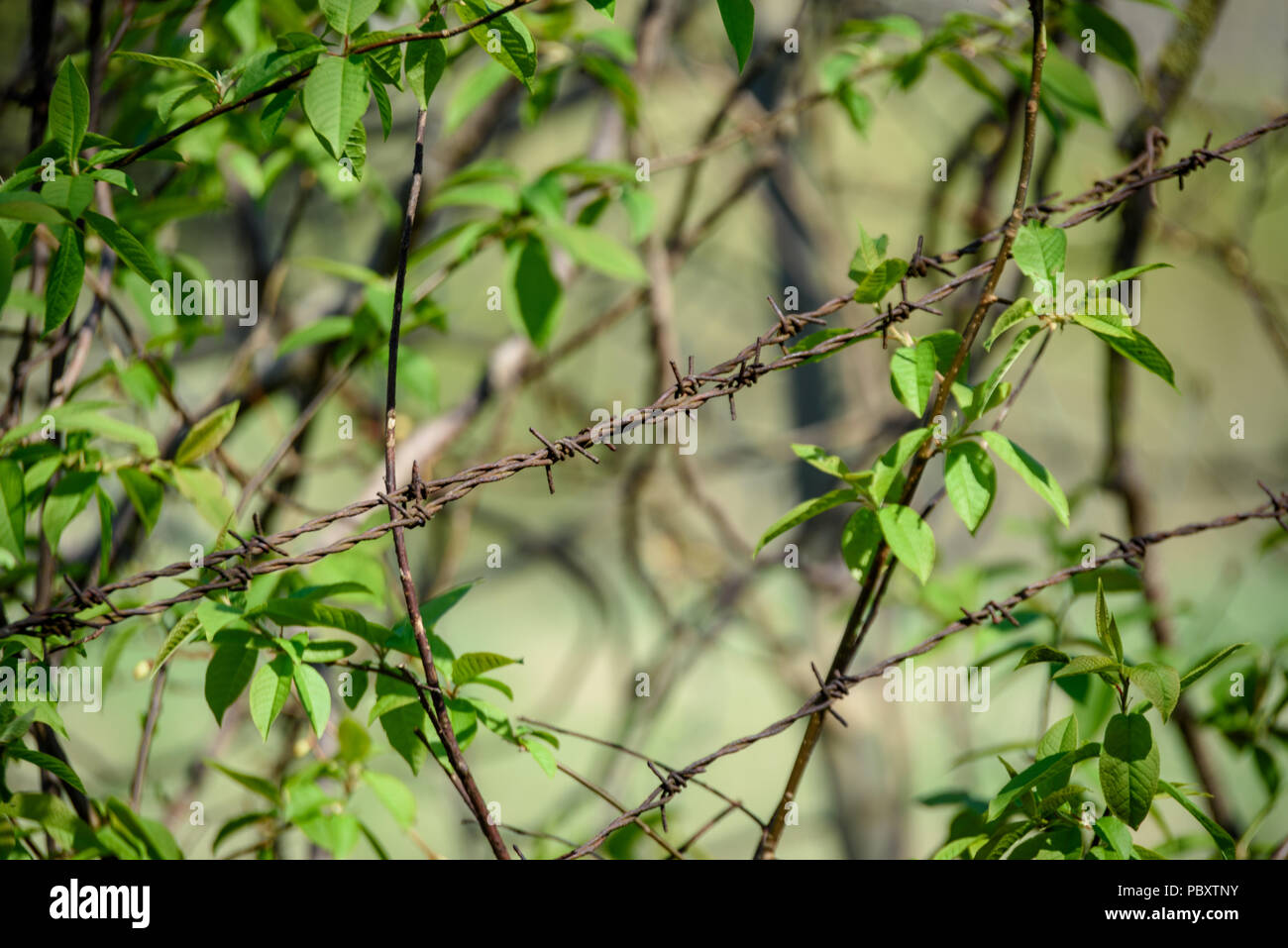 Stacheldrahtzaun auf grünem Hintergrund mit Baum Blätter und Vegetation im Sommer Licht Stockfoto