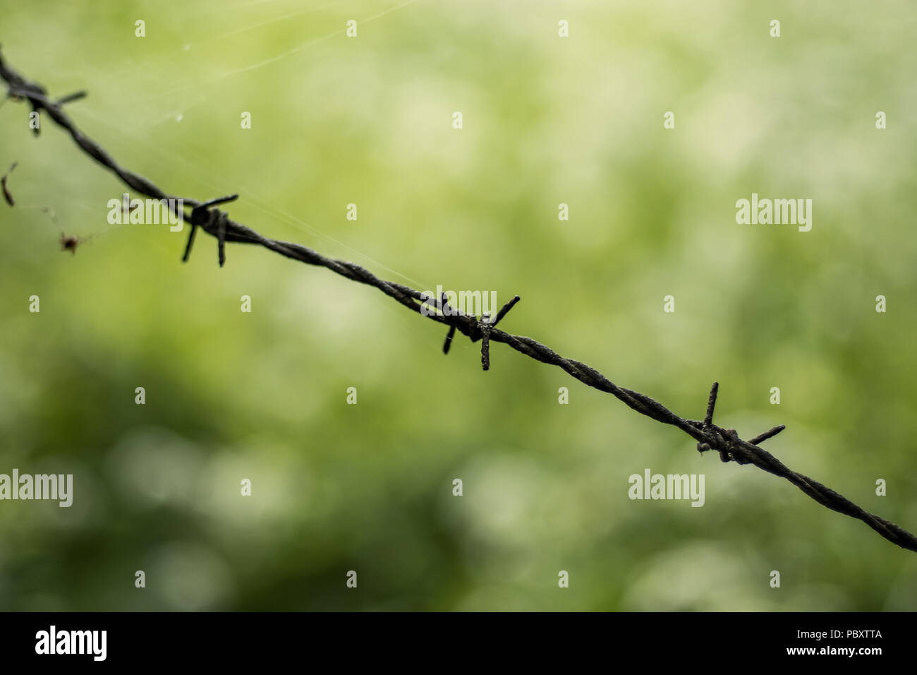 Stacheldrahtzaun auf grünem Hintergrund mit Baum Blätter und Vegetation im Sommer Licht Stockfoto