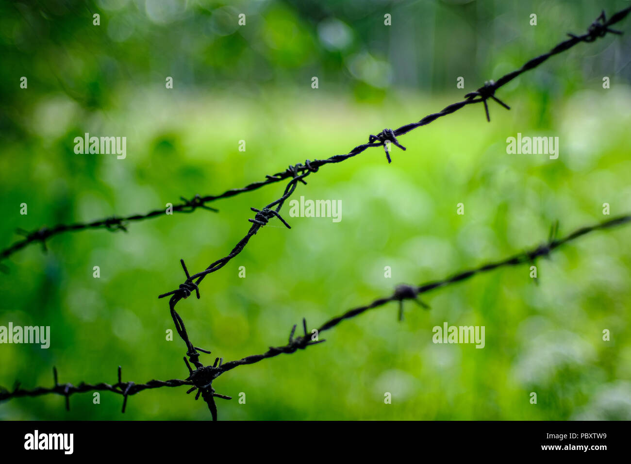 Stacheldrahtzaun auf grünem Hintergrund mit Baum Blätter und Vegetation im Sommer Licht Stockfoto