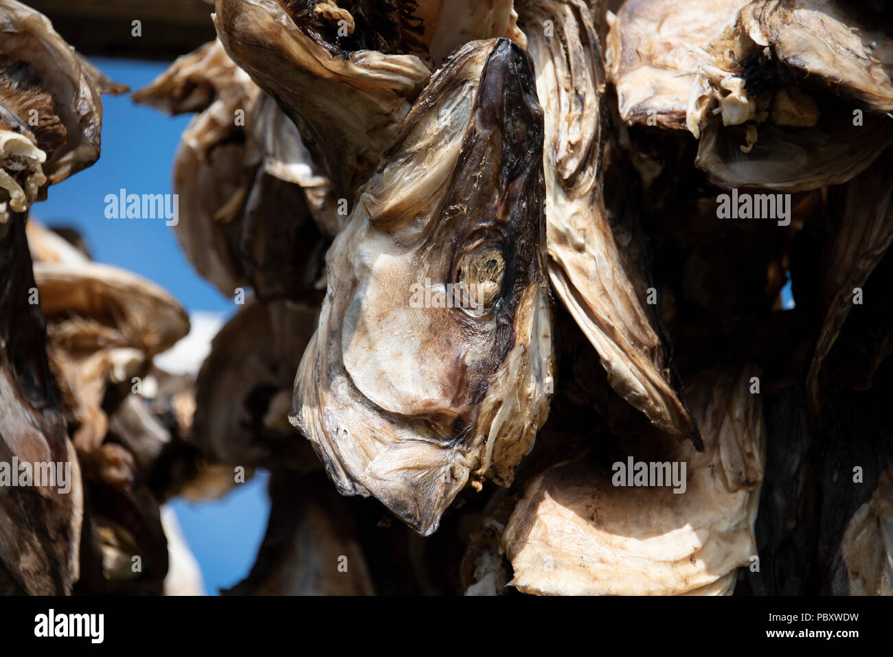 Das Trocknen von Fisch in der traditionellen Art und Weise auf Open Air in Racks, die Lofoten, Norwegen. Stockfoto