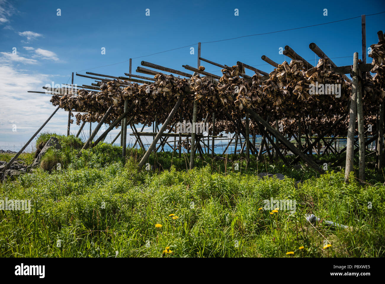 Das Trocknen von Fisch in der traditionellen Art und Weise auf Open Air in Racks, die Lofoten, Norwegen. Stockfoto