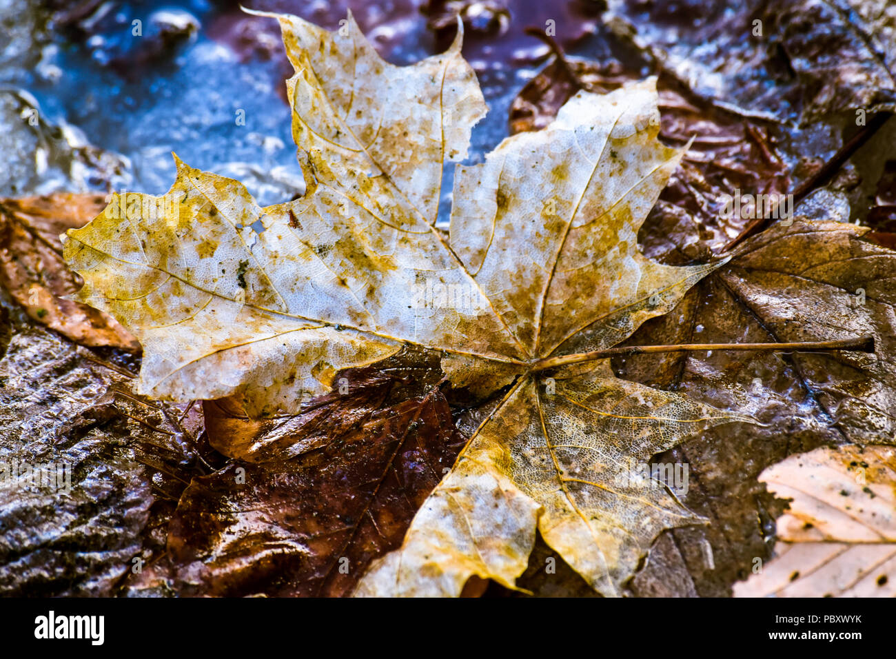 Herbst Blatt Farbe ist ein Phänomen, das wirkt sich auf die normalerweise grüne Blätter während ein paar Wochen im Herbst Jahreszeit, verschiedene Schattierungen von rot, gelb... Stockfoto