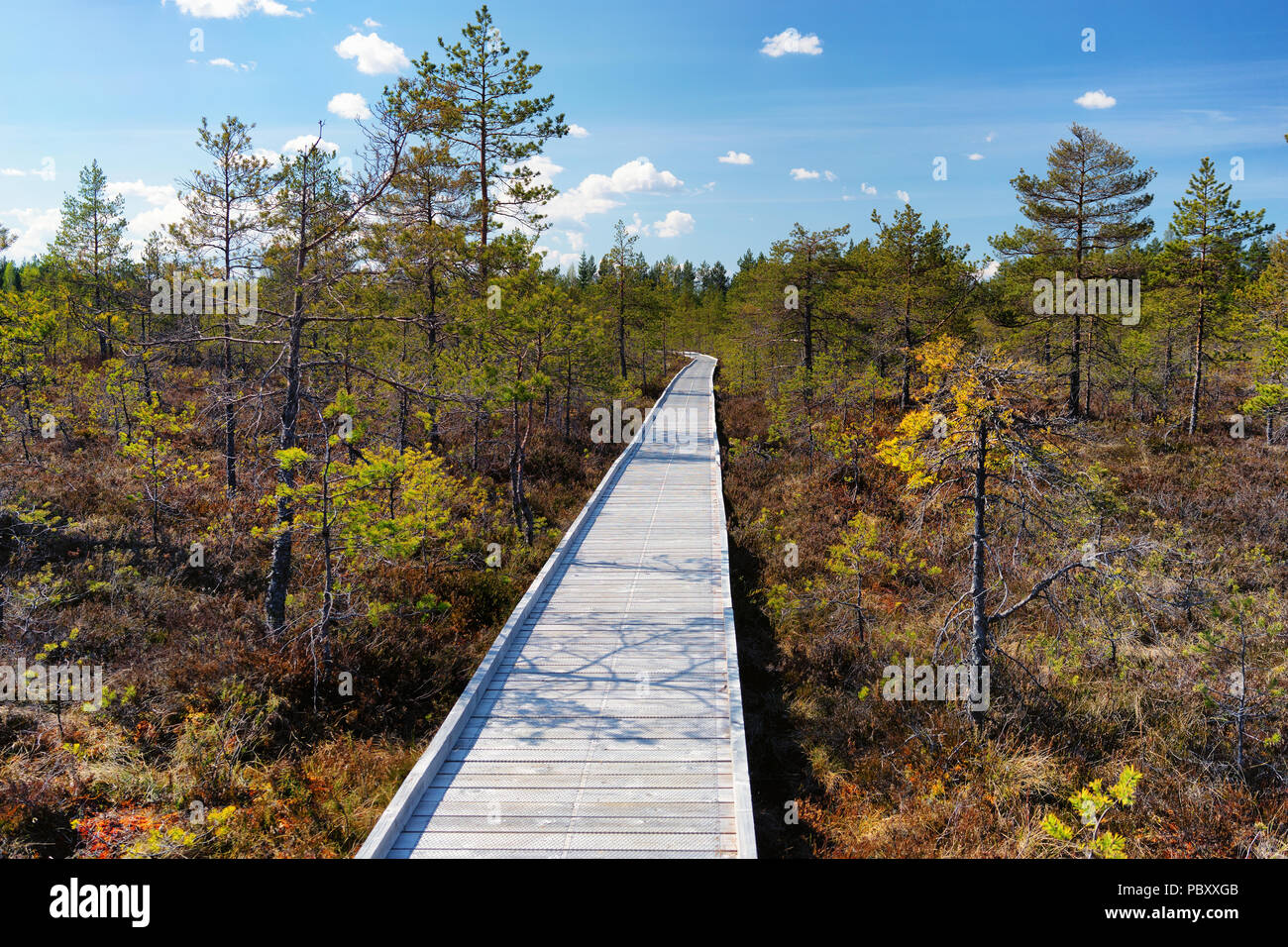 Gehweg aus den Brettern durch den Sumpf im Wald an einem sonnigen Tag mit blauen Himmel im Frühjahr Stockfoto