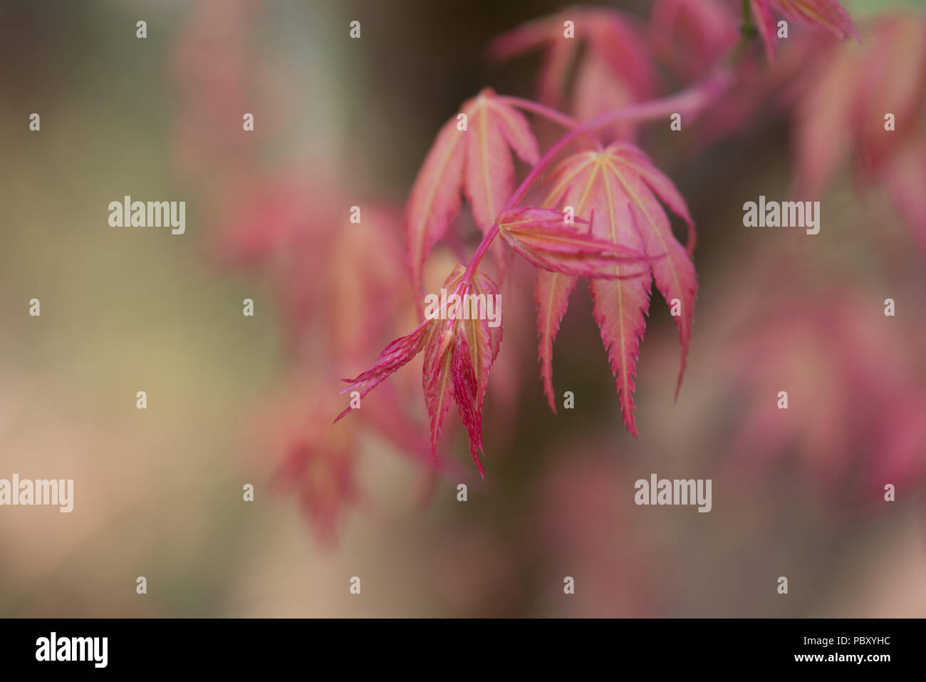 Acer palmatum Katsura Stockfoto