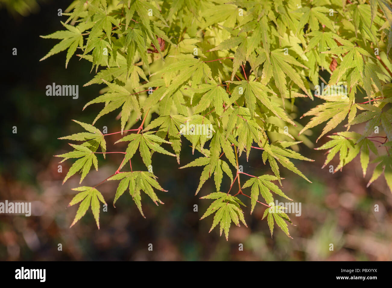Acer palmatum Sango-kaku Stockfoto