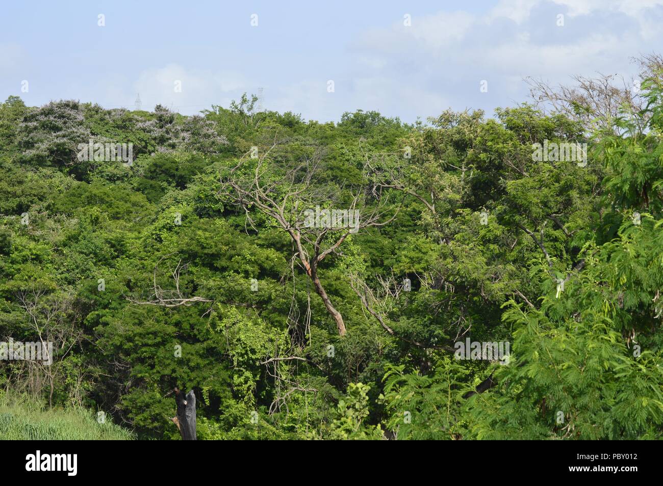 Südamerikanische Wald, Tropenwald in Bolivar, Venezuela Stockfoto