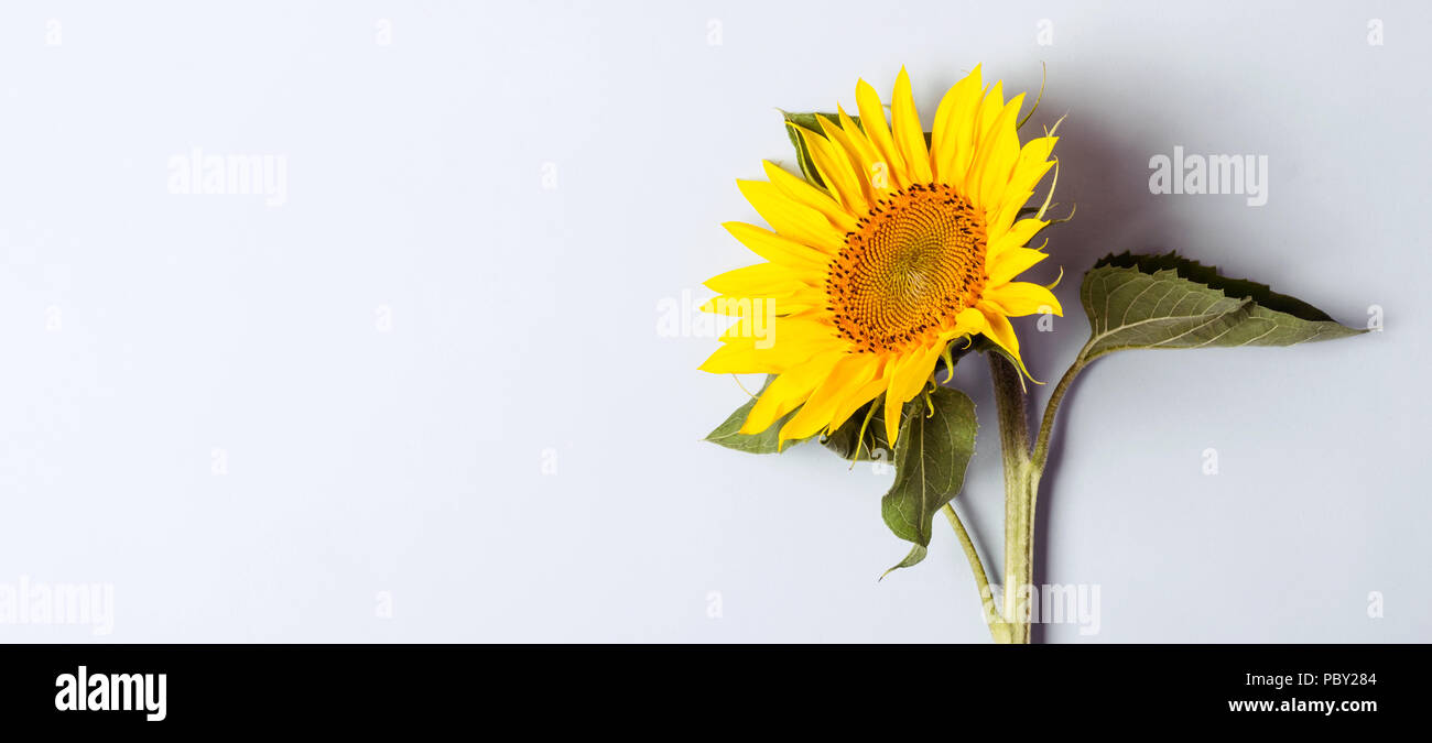 Herbst blauer Hintergrund mit blühenden Sonnenblumen. Lange banner Format Stockfoto