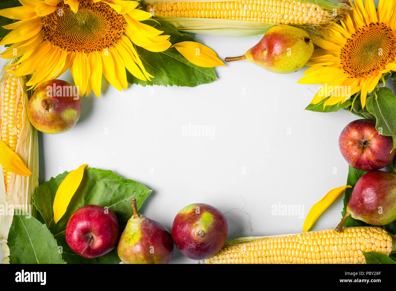 Herbst Hintergrund. Rahmen aus Sonnenblumen-, Mais- und Birnen. Ernte Urlaub Konzept Stockfoto