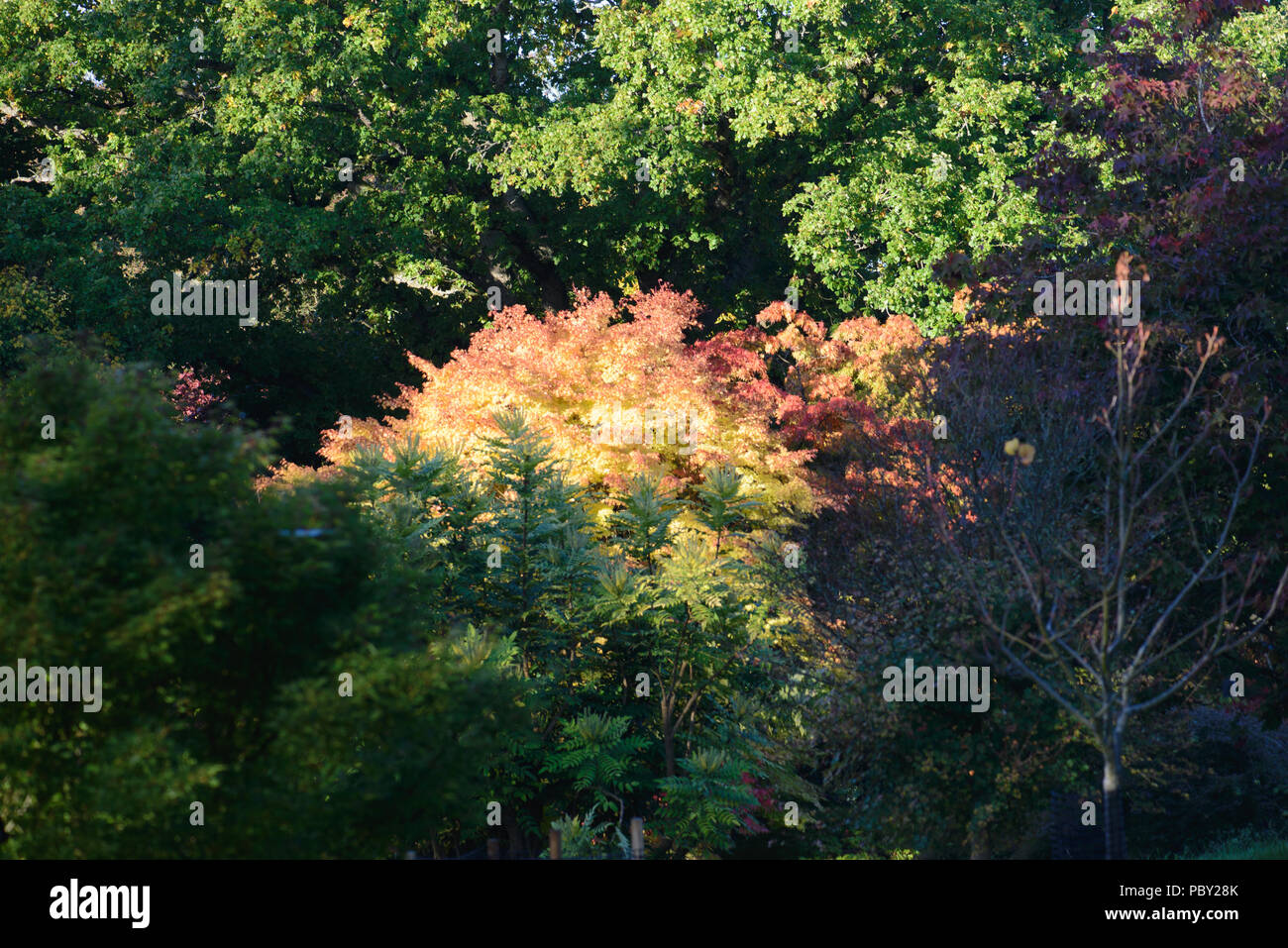 Acer Sango Kaku Stockfoto