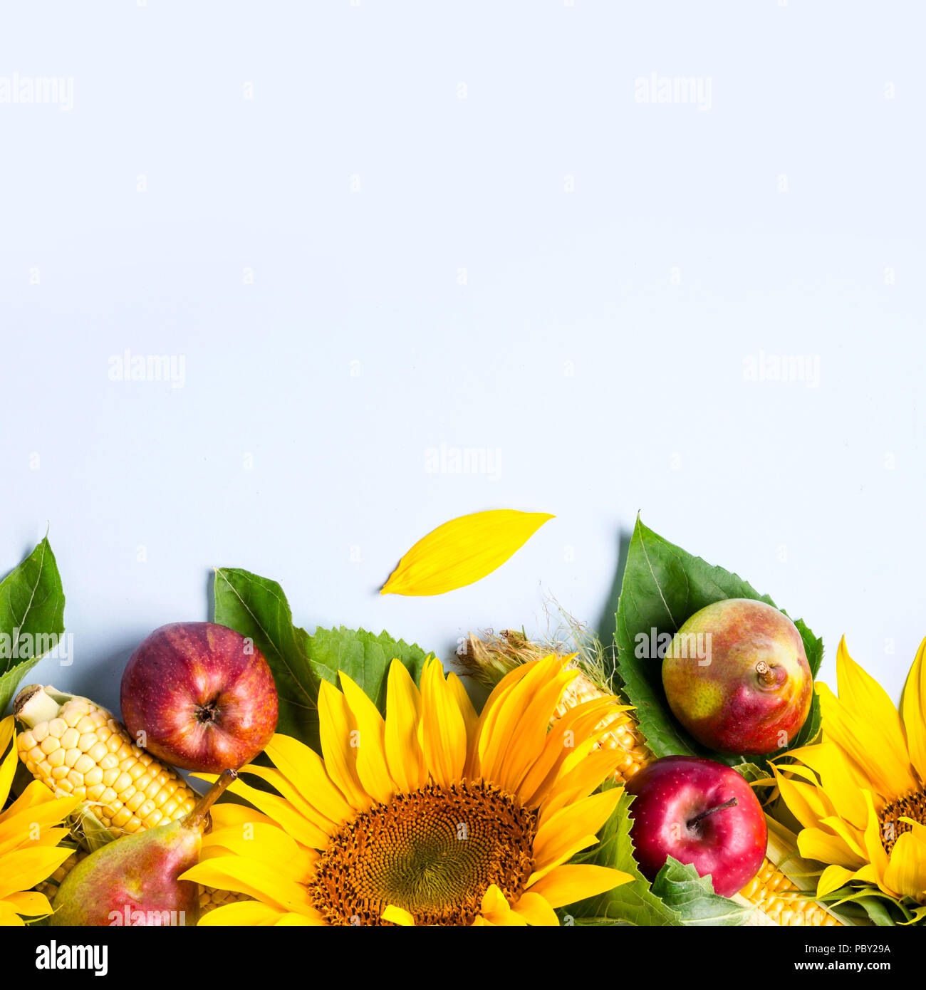 Herbst Hintergrund. Grenze von Sonnenblumen, Mais und Birnen. Ernte Urlaub Konzept Stockfoto