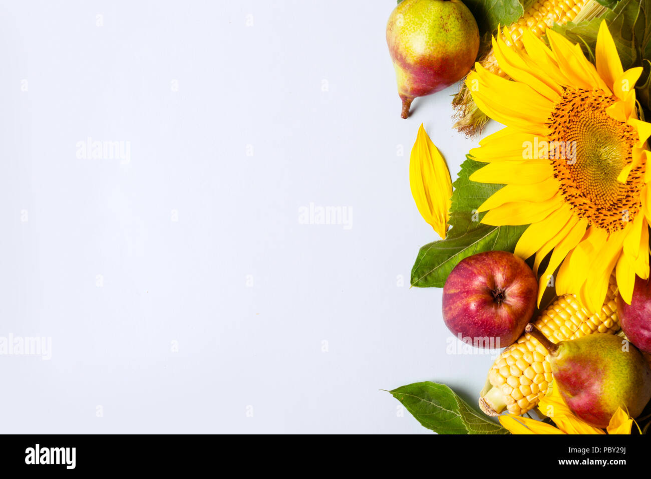 Herbst Hintergrund. Grenze von Sonnenblumen, Mais und Birnen. Ernte Urlaub Konzept Stockfoto