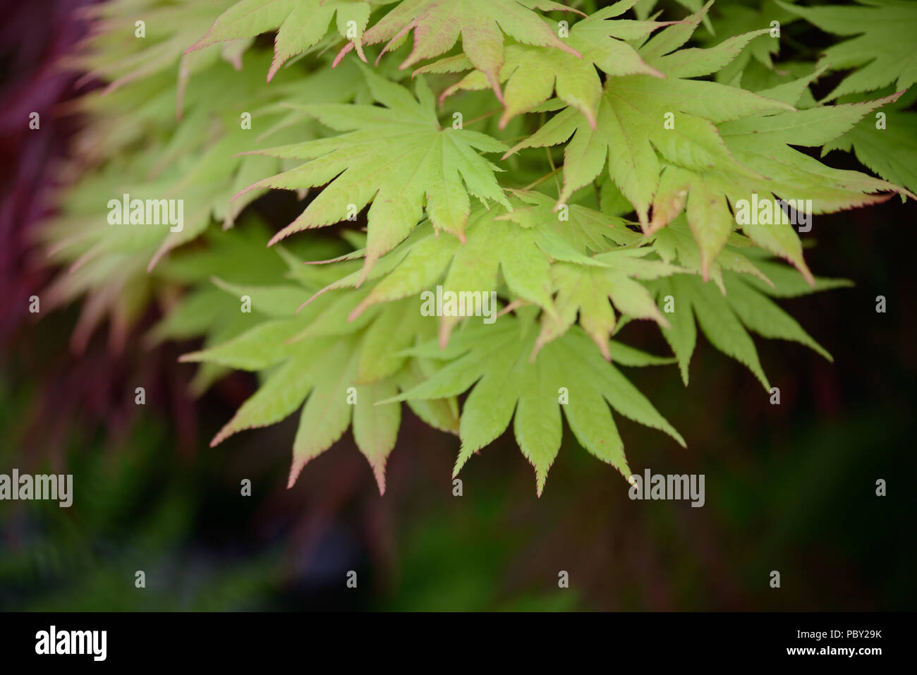 Acer shirasawanum Herbst Mond Stockfoto