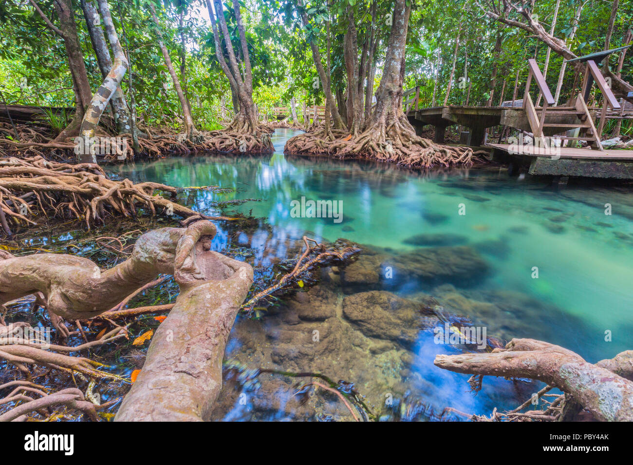 Hölzerne Brücke in den Dschungel, Tha Pom Mangrovenwald, Krabi, Thailand Stockfoto