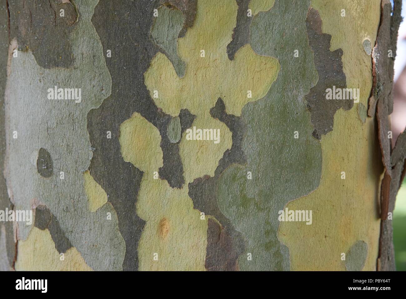 Platane (Platanus) Nahaufnahme der Oberfläche Muster, das durch die