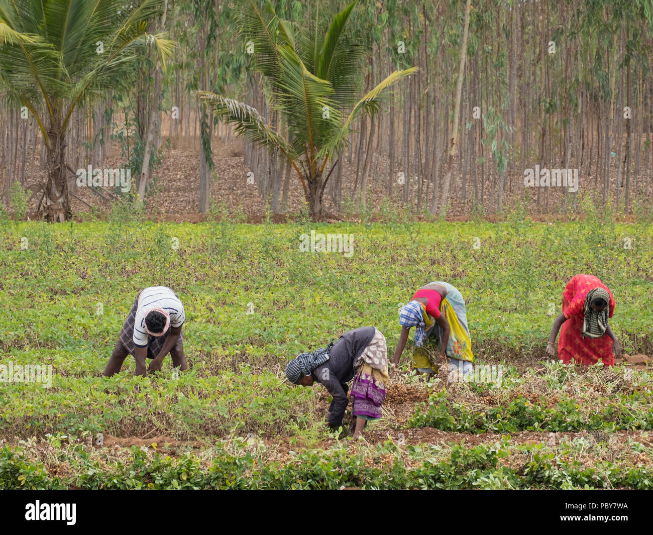 Thanjavur, Indien - März 13, 2018: Landwirtschaftliche Arbeitnehmer der Ernte eine Ernte von Erdnuss (Arachis hypogaea) im südlichen indischen Zustand Stockfoto