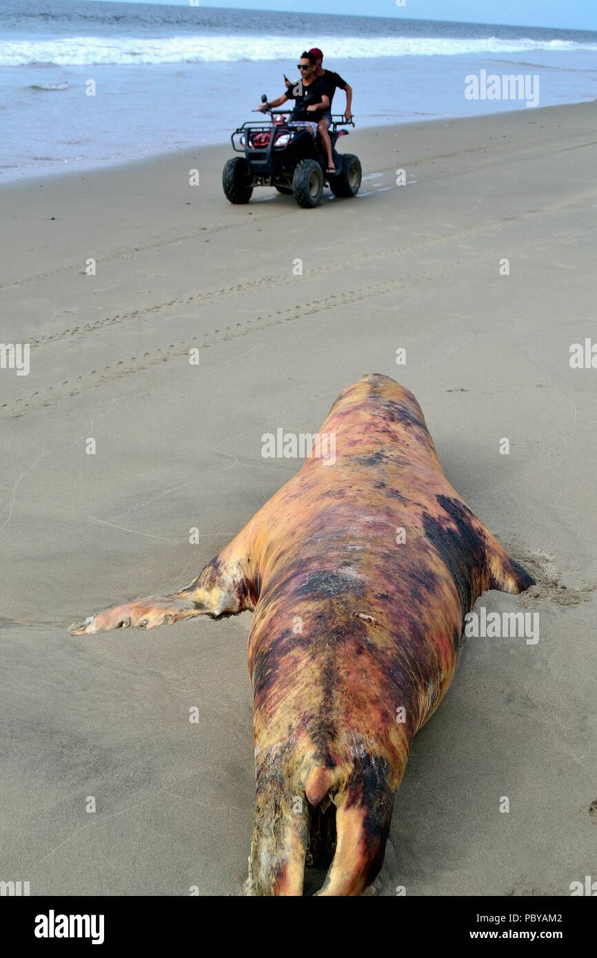 Tote Seelöwen in Mancora. Abteilung von Piura. PERU Stockfoto