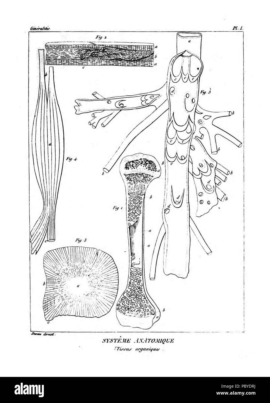 190 Encyclopédie méthodique-Systeme Anatomique, PL1 Stockfoto