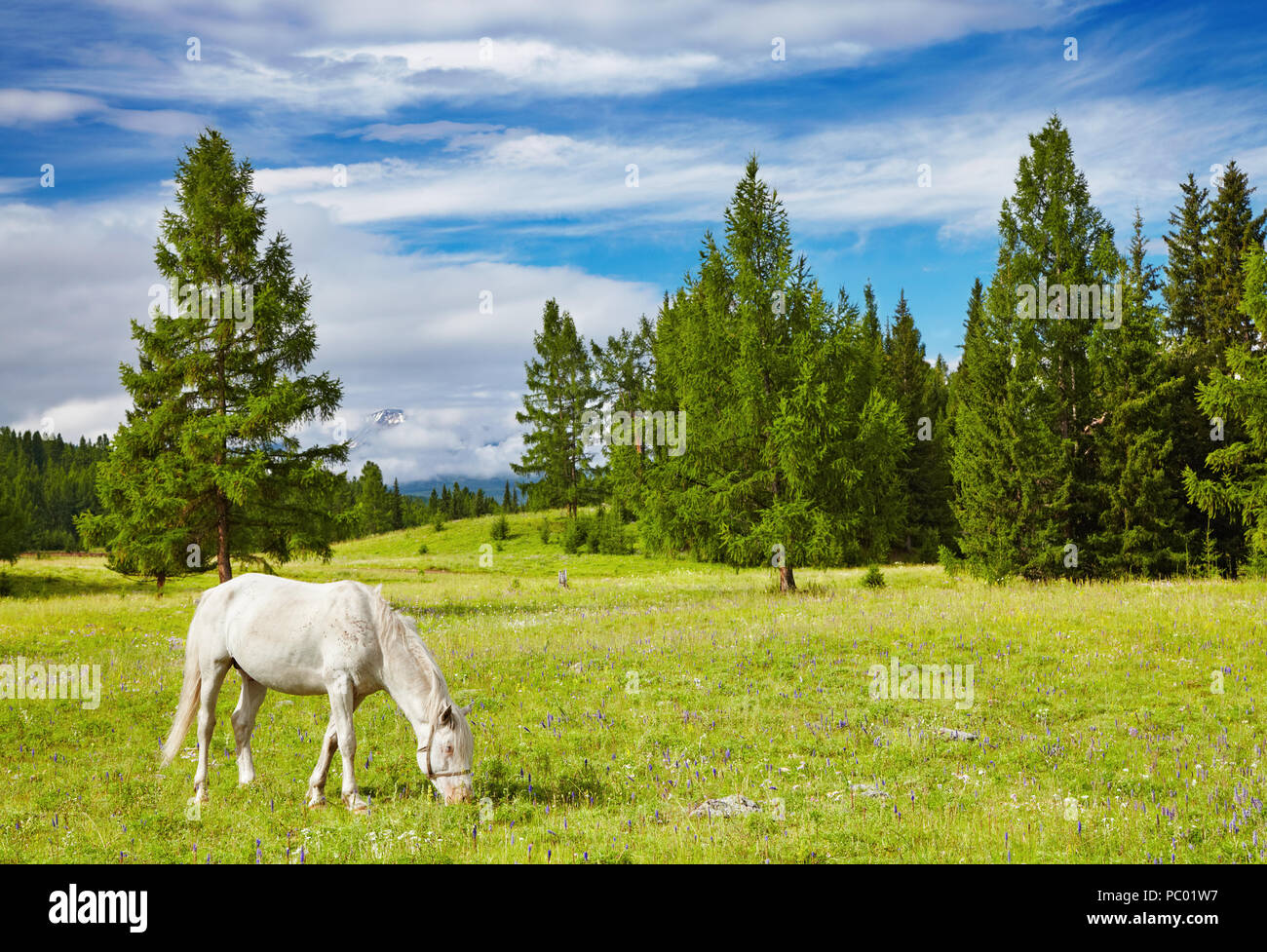 Landschaft mit Wald und grasenden Pferd Stockfoto