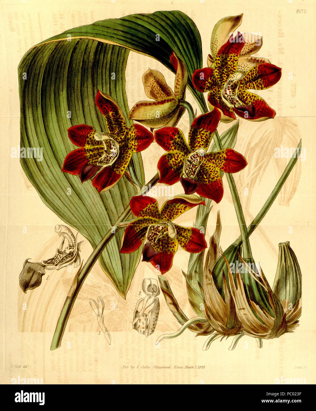 285 Houlletia brocklehurstiana - Curtis (1844) 70-4072 Stockfoto