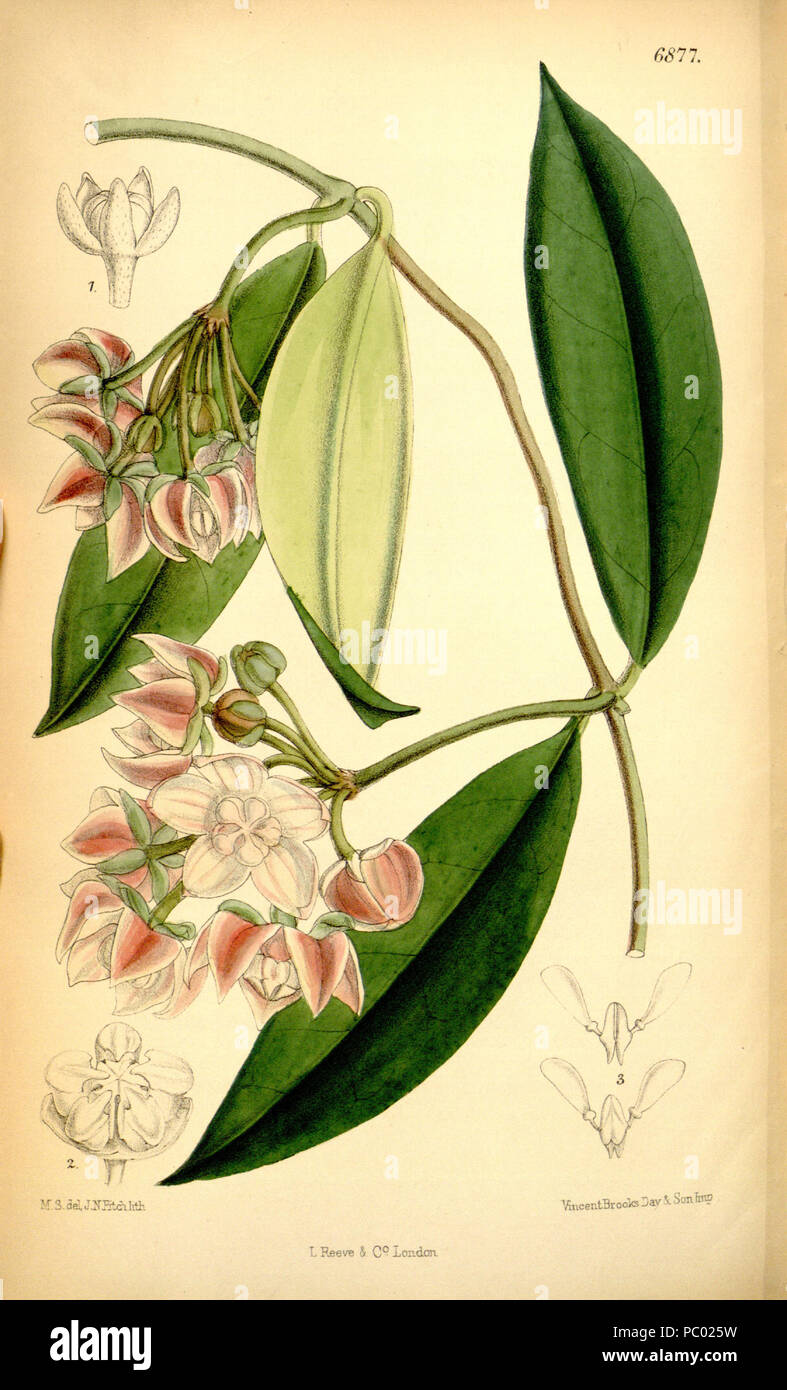 286 Hoya griffithii Bot. Mag. 112.6877 Stockfoto