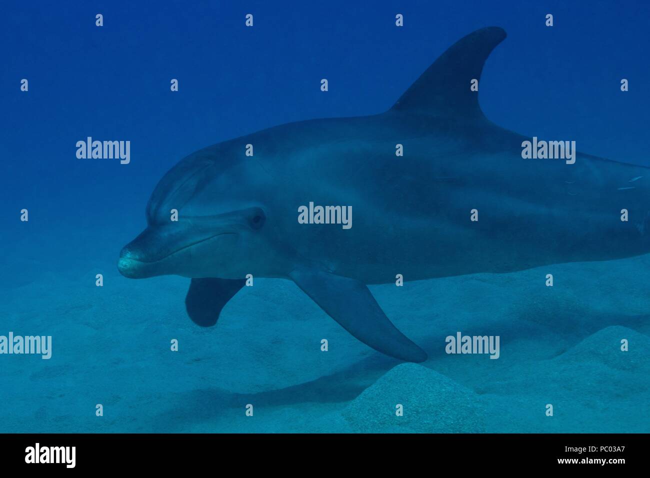 Indopazifischen großen Tümmler, Indopazifischer Großer Tümmler, Tursiops aduncus, Coraya Beach, Marsa Alam, Ägypten, Ägypten, Rotes Meer, Rotes Meer Stockfoto