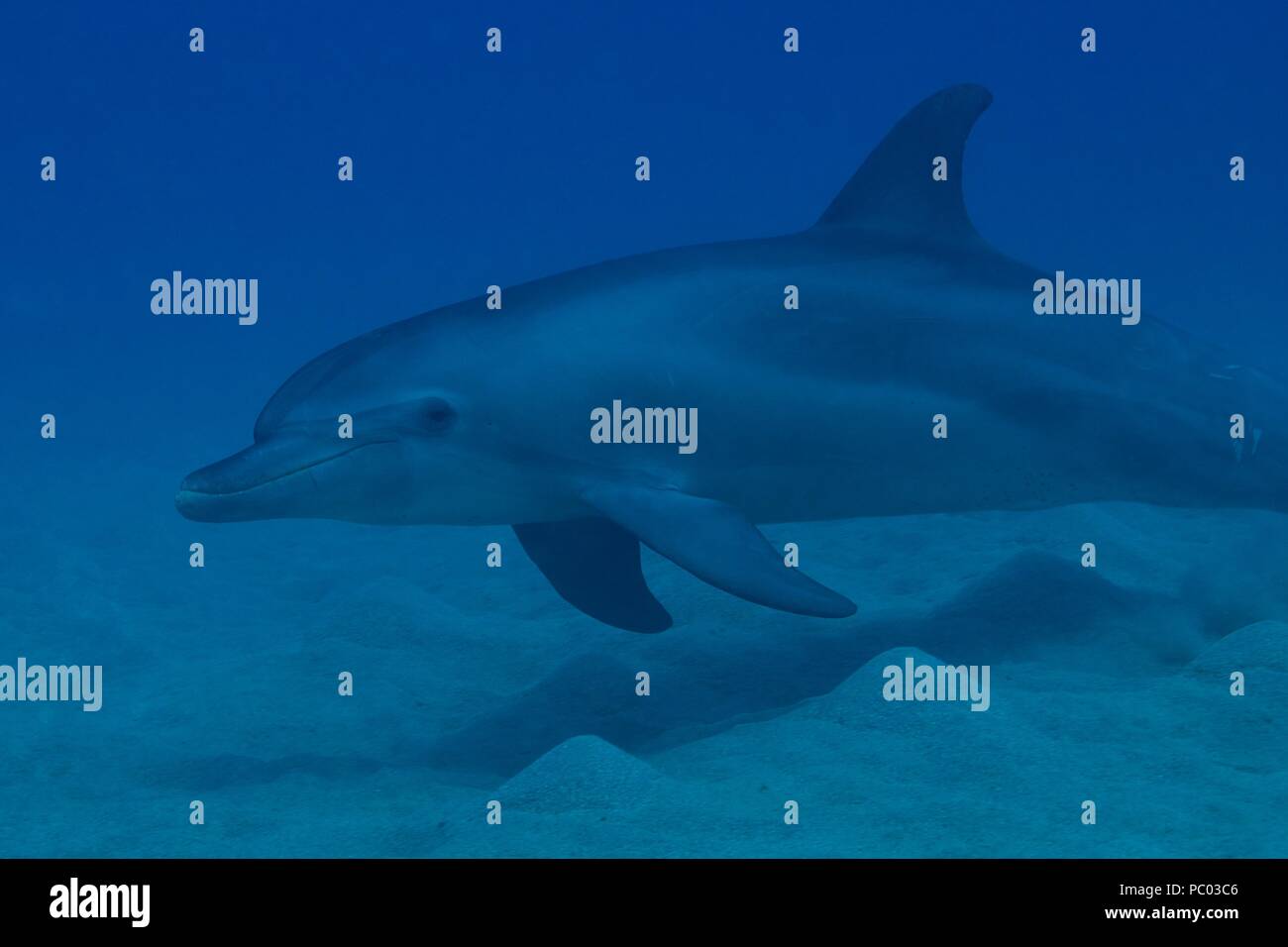 Indopazifischen großen Tümmler, Indopazifischer Großer Tümmler, Tursiops aduncus, Coraya Beach, Marsa Alam, Ägypten, Ägypten, Rotes Meer, Rotes Meer Stockfoto