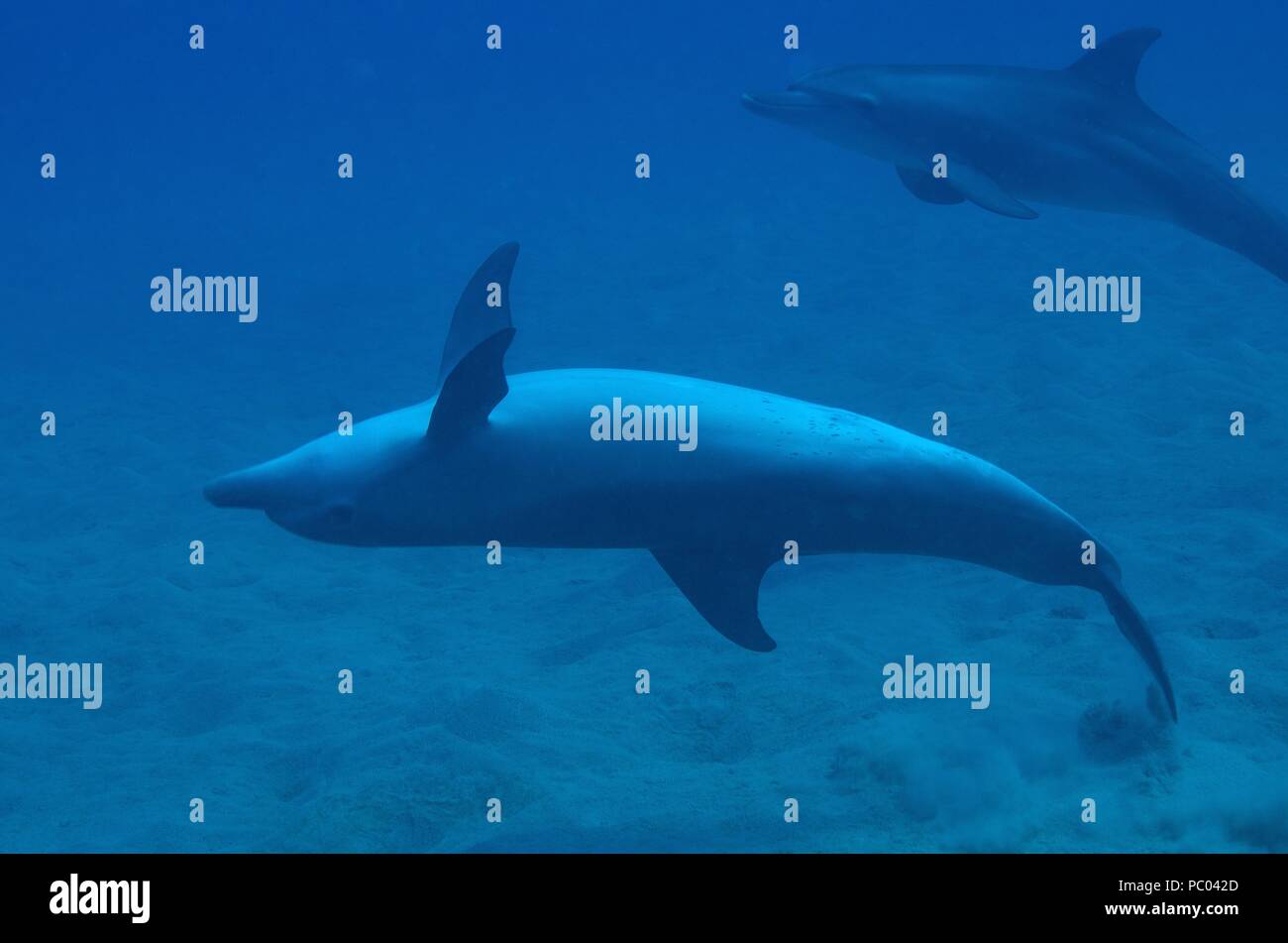 Indopazifischen großen Tümmler, Indopazifischer Großer Tümmler, Tursiops aduncus, Coraya Beach, Marsa Alam, Ägypten, Ägypten, Rotes Meer, Rotes Meer Stockfoto