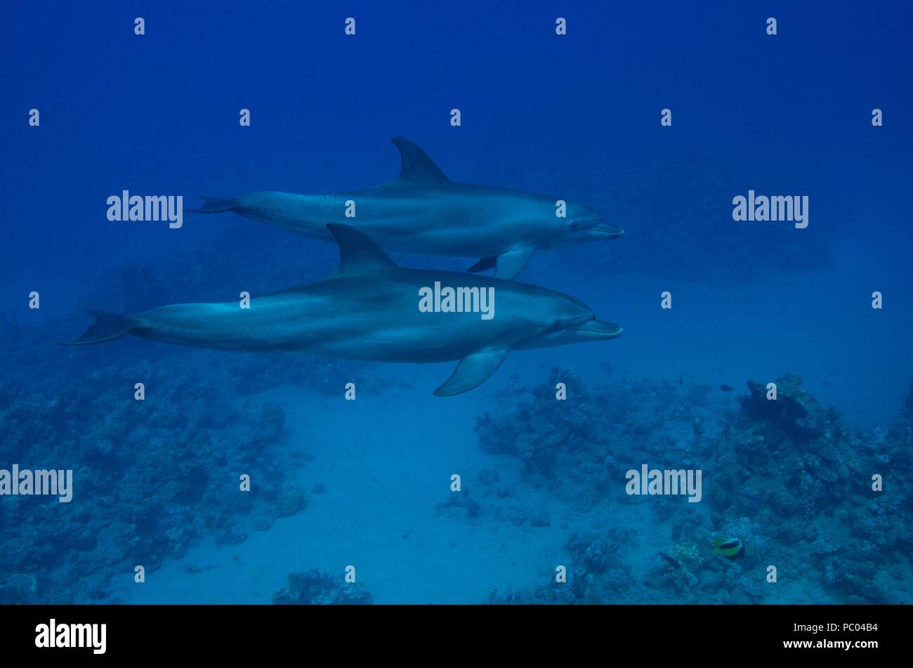 Indopazifischen großen Tümmler, Indopazifischer Großer Tümmler, Tursiops aduncus, Coraya Beach, Marsa Alam, Ägypten, Ägypten, Rotes Meer, Rotes Meer Stockfoto