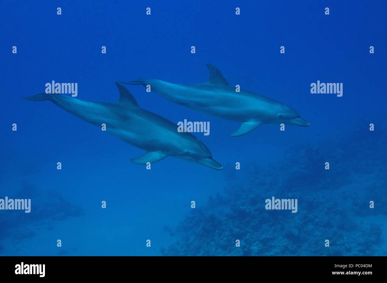 Indopazifischen großen Tümmler, Indopazifischer Großer Tümmler, Tursiops aduncus, Coraya Beach, Marsa Alam, Ägypten, Ägypten, Rotes Meer, Rotes Meer Stockfoto