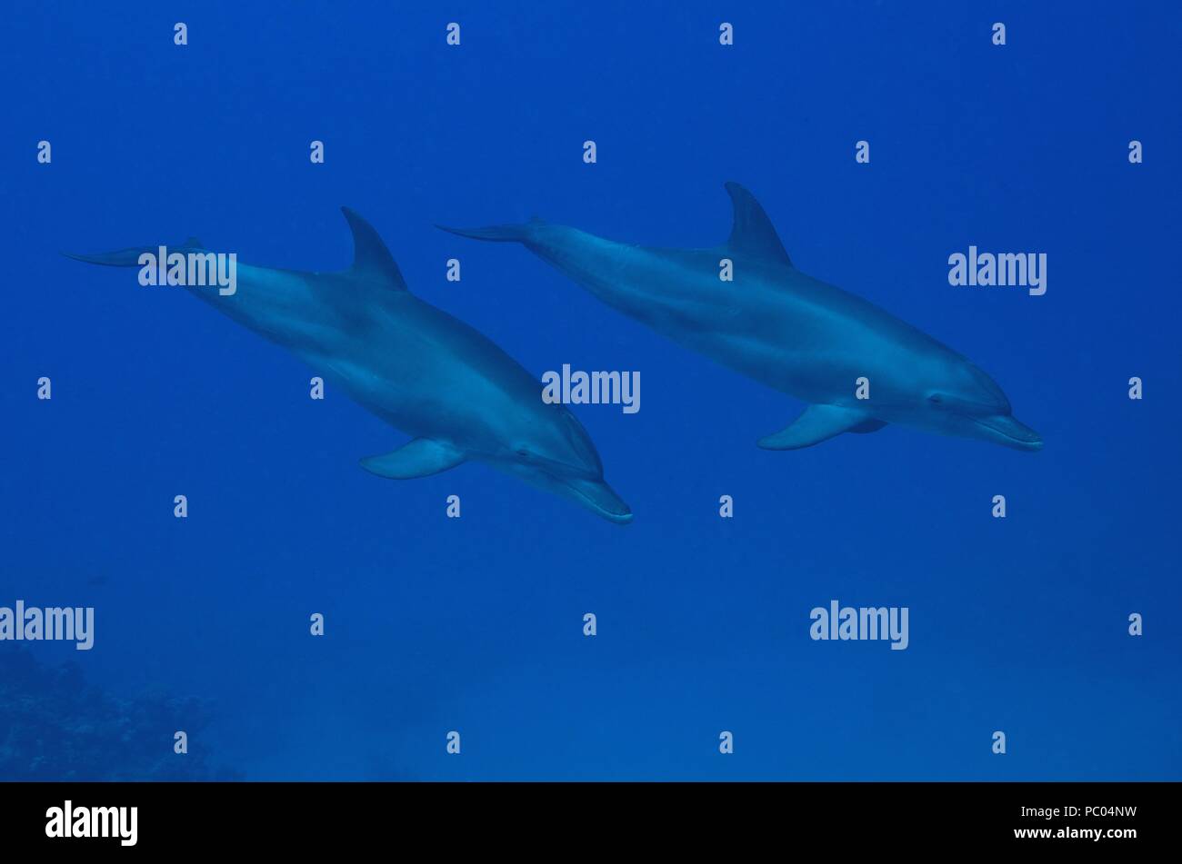 Indopazifischen großen Tümmler, Indopazifischer Großer Tümmler, Tursiops aduncus, Coraya Beach, Marsa Alam, Ägypten, Ägypten, Rotes Meer, Rotes Meer Stockfoto