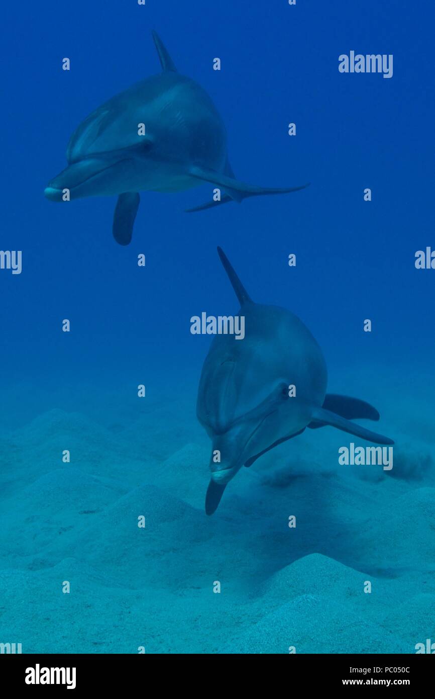 Indopazifischen großen Tümmler, Indopazifischer Großer Tümmler, Tursiops aduncus, Coraya Beach, Marsa Alam, Ägypten, Ägypten, Rotes Meer, Rotes Meer Stockfoto