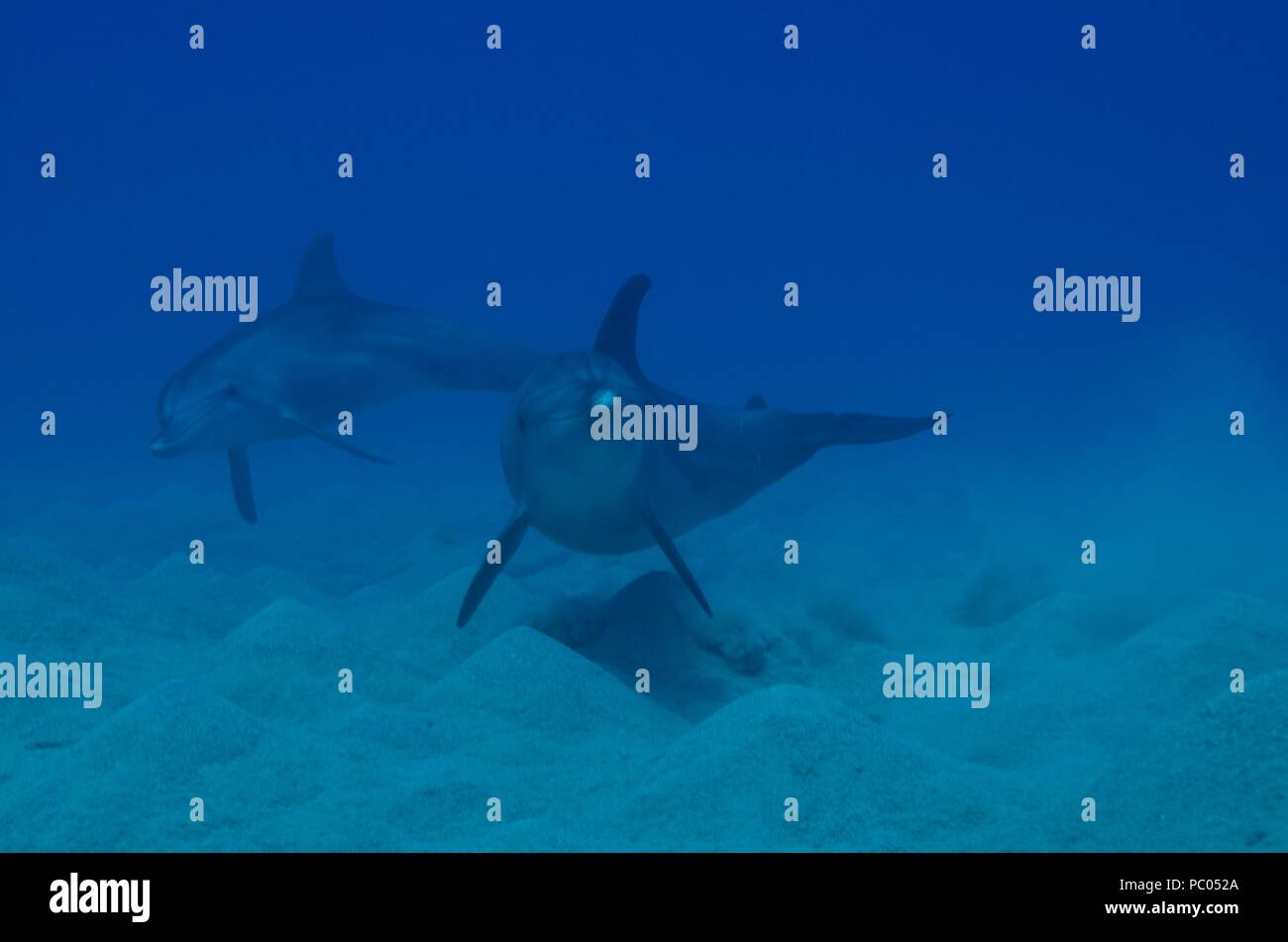 Indopazifischen großen Tümmler, Indopazifischer Großer Tümmler, Tursiops aduncus, Coraya Beach, Marsa Alam, Ägypten, Ägypten, Rotes Meer, Rotes Meer Stockfoto